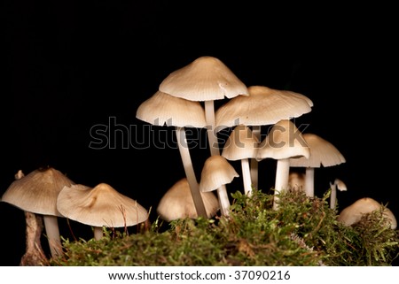 Outdoor Beds  Mushrooms on Poisonous Mushrooms On A Black Background Stock Photo 37090216