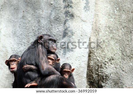 Female Chimpanzee and her young