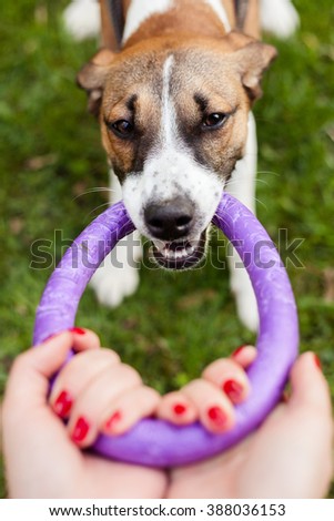 dog Jack Russell Terrier plays with a toy rubber ring