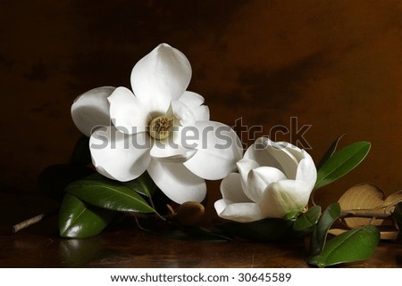 southern magnolia tree flower. photo : southern magnolia