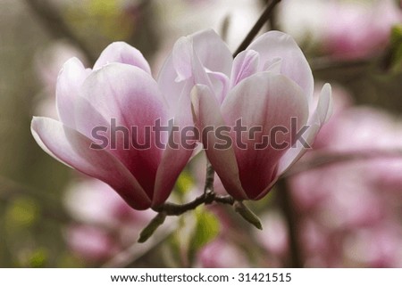 magnolia tree buds. Saucer+magnolia+uds