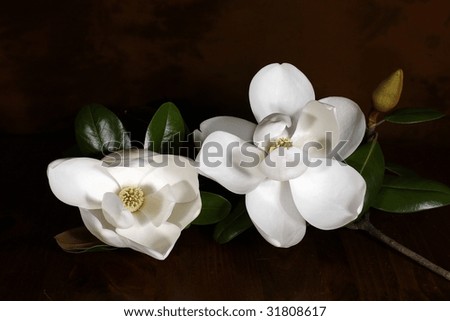 magnolia tree flower. southern magnolia tree flower.