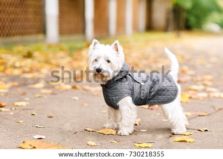 west highland white terrier playing in the park on the autumn foliage. gold nature. dog wearing in grey coat