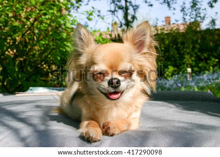 Smiling chihuahua sitting outside in the sunshine