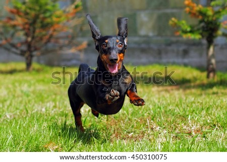 happy dog German haired dwarf Dachshund playing in the back yard, running and jumping in the summer on the grass