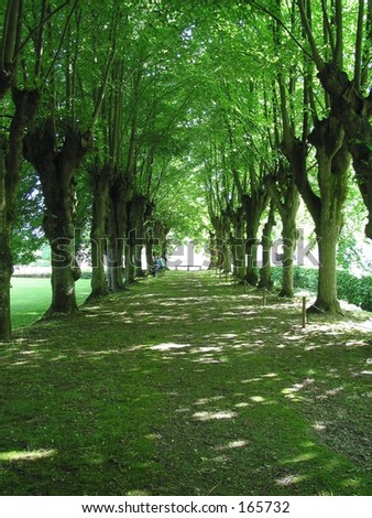 Tree Lined Path