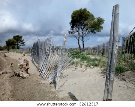 Landscape with solitary tree and old wood fence on the beach by the sea in a cloudy day