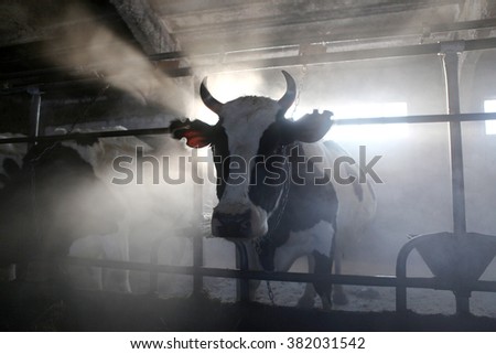 Cow on a farm in the morning mist.