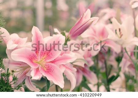Pink lily in the garden and tone color