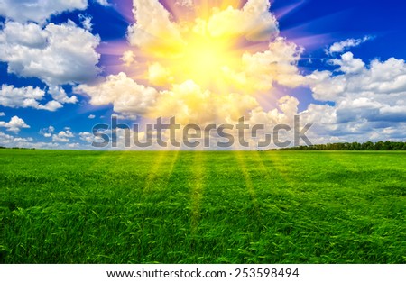 Blue sky and bright sun over a wheat field in the sunny day