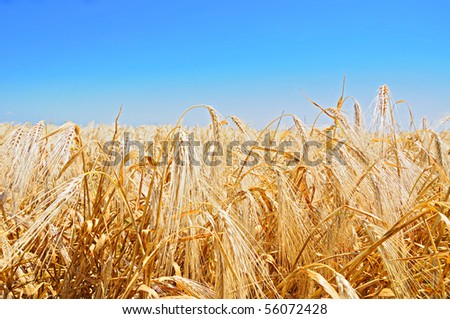 Wheat crop in the field in a sunny day