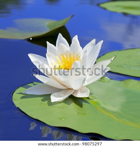 White lily with green leaves on the lake