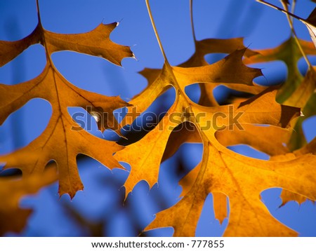 Oak Leaves changing color as the seasons change. Brilliant colors!
