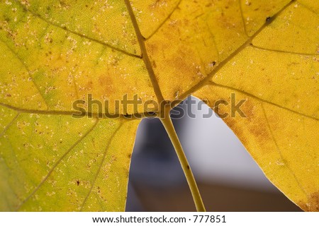 sycamore leaf changing colors in the fall seasons