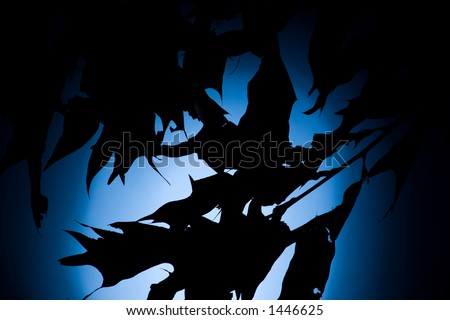 Leaves silhouetted by strong backlighting.