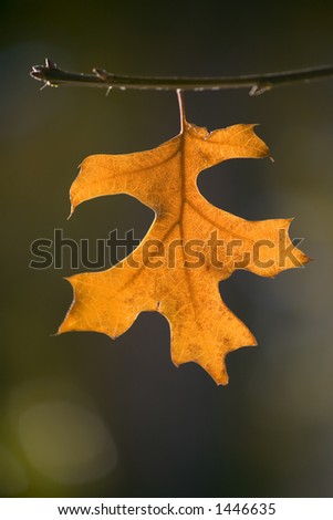 Single leaf on the tip of a branch clinging to the last days of autumn