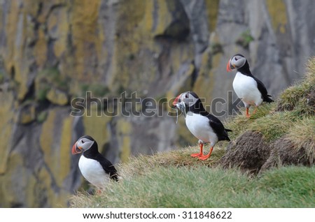 Atlantic puffin with fish in his beak, looking left, with other puffins in background.