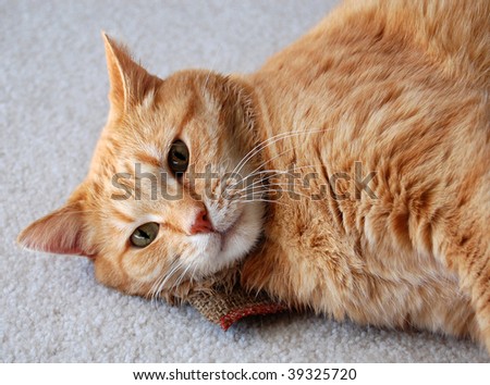 cat daring you to take away his catnip