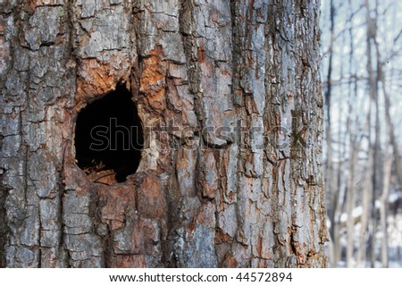 tree with woodpecker hole, forest in background
