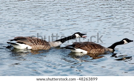 Angry Canada geese chasing after others in river