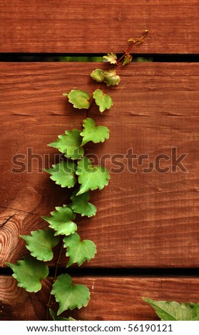 Ivy climbing wood slats in fence, green on brown