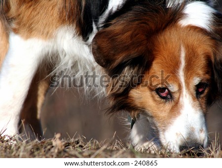 Dog sniffing ground with a side ways glance.