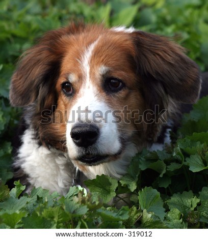 Tri coloured dog with floppy ears.  Close up head shot in greenery.