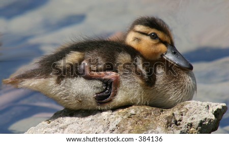 Duckling with leg curled up.