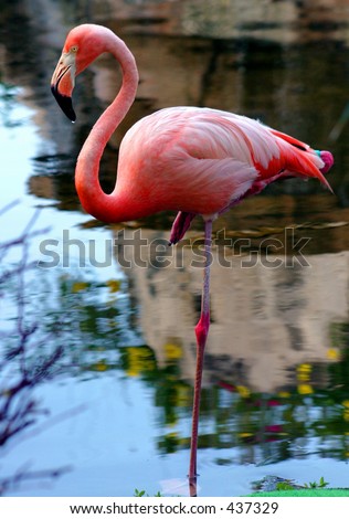 Flamingo standing  on one leg in still water.