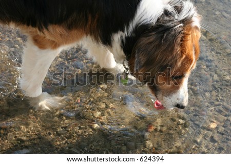 Dog lapping water from lake.