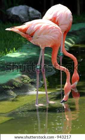 Two flamingos drinking from pond.