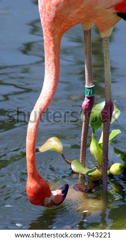 Flamingo with head up side down.
