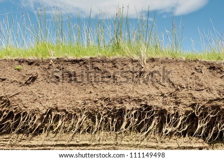 Cross section of the earth with roots and layers of dirt on a summer day