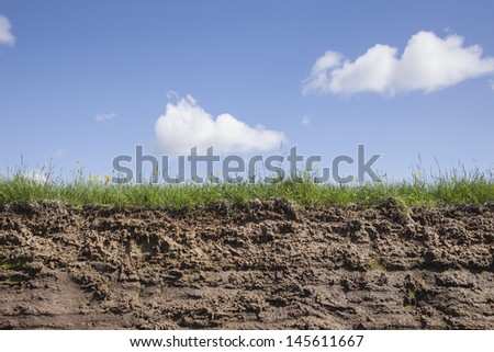 Segment of grass and earth on a beautiful summer day