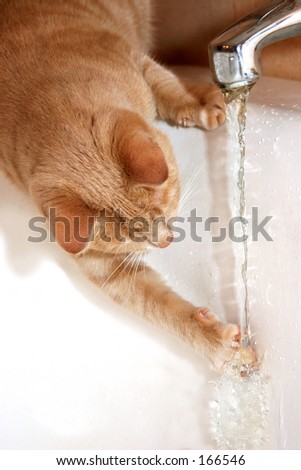 Cat playing with tap water