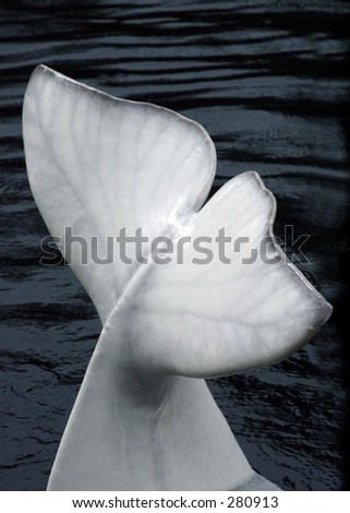 Close-up of a Beluga whale«s tail