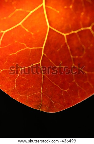 Autumn leaf (short depth of field - sharp focus on the frontmost part of the leaf)