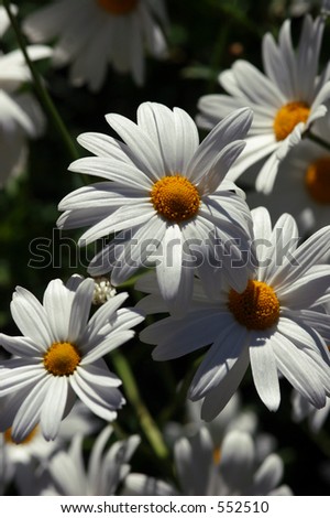 White flowers background bathed in sunlight