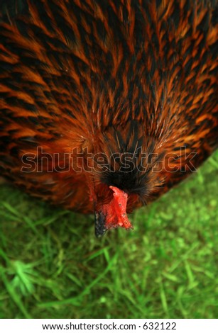 Colorful chicken resting on grass