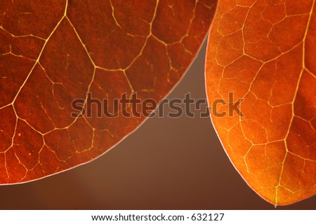 Autumn leaves.Main focus is on the leaf further to the right.