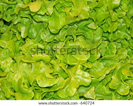 Fresh salad background