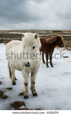 stock photo : Icelandic horse