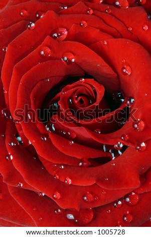 Beautiful red rose covered in morning dew extreme close-up