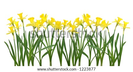 Hi Res Daffodil