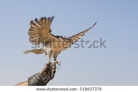 a Peregrine Falcon (Falco Peregrinus) taking off from a glove of its trainer