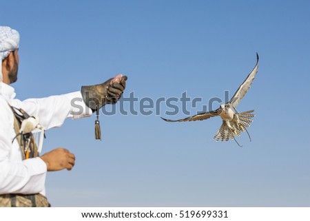 Peregrine Falcon (falco peregrinus) flying to the arm of its trainer in a desert near Dubai, UAE