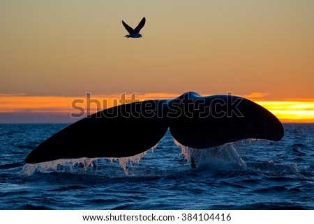 Southern Right Whale with Gull