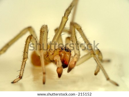 Super Macro of a tiny (1/4 inch) household spider