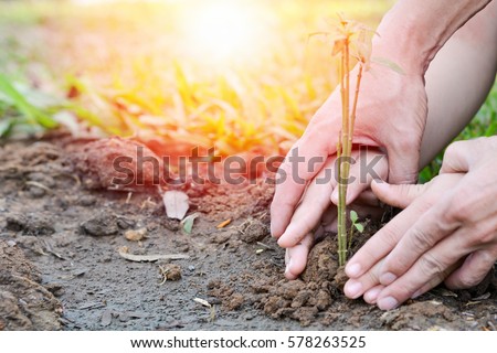 Image of hands of father and daughter growing tree on soil. Parent and child planting nature together : World environment day reforesting eco bio arbor CSR ESG ecosystems reforestation concept