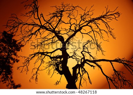 Bare branches of a giant tree in the backlight.